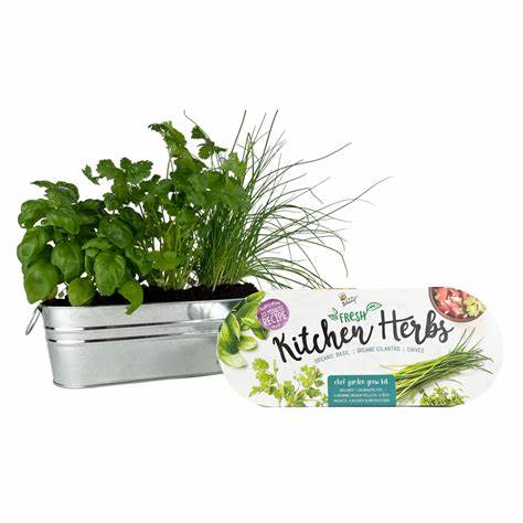 Windowsill Herb Grow Kit by Buzzy Seeds (Basil, Cilantro & Chives)