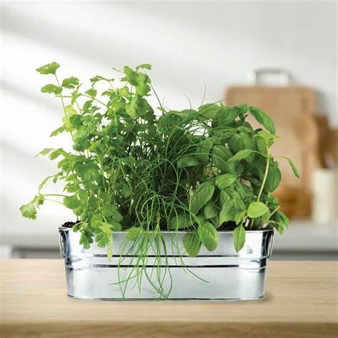 Windowsill Herb Grow Kit by Buzzy Seeds (Basil, Cilantro & Chives)